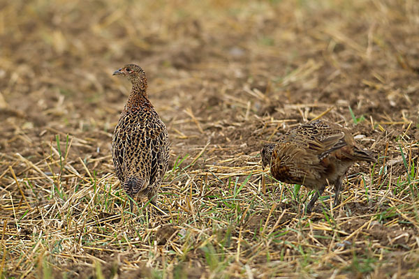 Fasan (Phasianus colchicus)