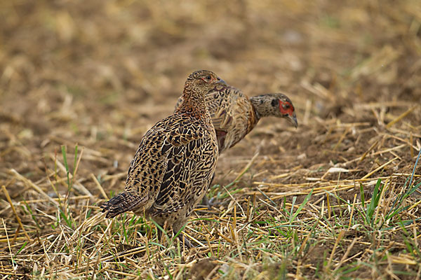 Fasan (Phasianus colchicus)