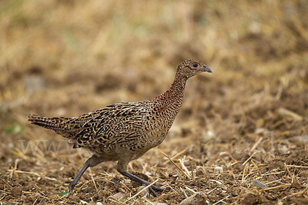 Fasan (Phasianus colchicus)