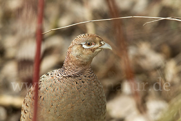 Fasan (Phasianus colchicus)