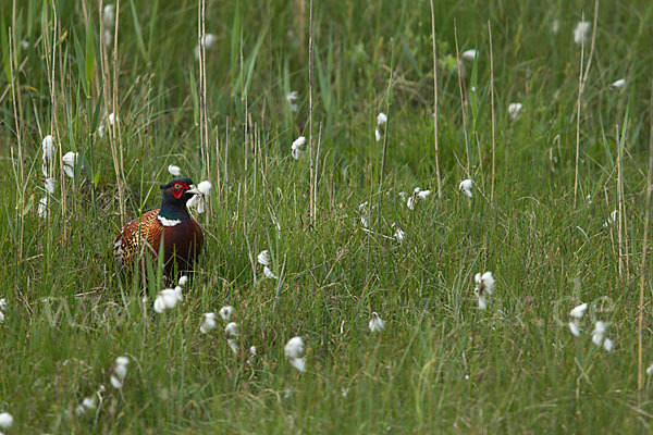 Fasan (Phasianus colchicus)