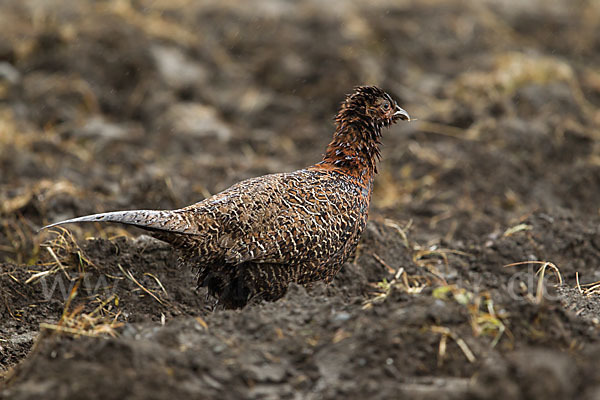 Fasan (Phasianus colchicus)