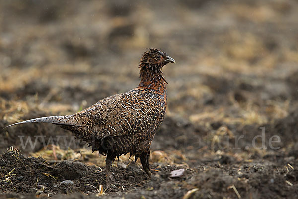 Fasan (Phasianus colchicus)