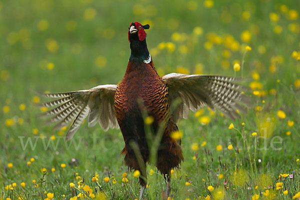 Fasan (Phasianus colchicus)