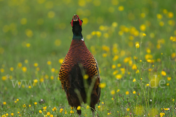 Fasan (Phasianus colchicus)