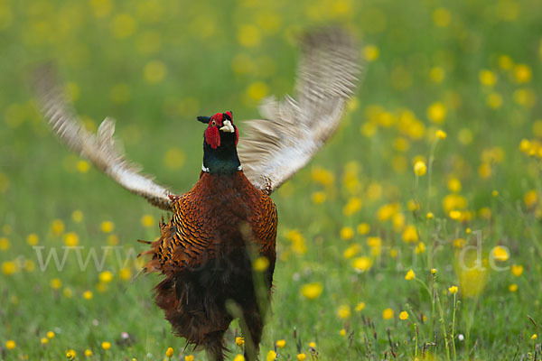 Fasan (Phasianus colchicus)