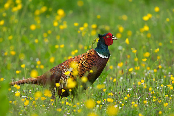 Fasan (Phasianus colchicus)