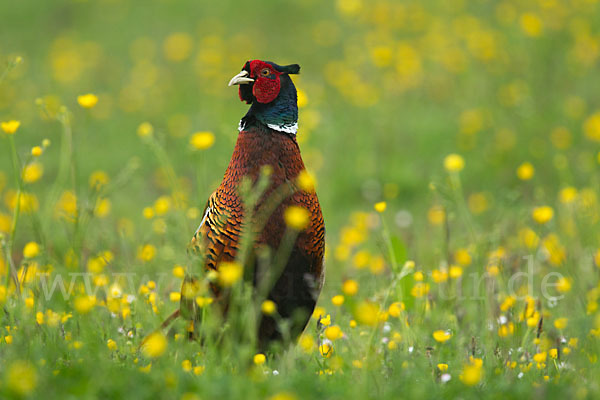 Fasan (Phasianus colchicus)