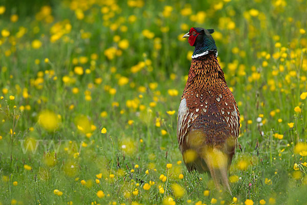 Fasan (Phasianus colchicus)