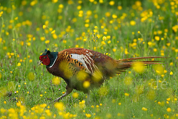 Fasan (Phasianus colchicus)