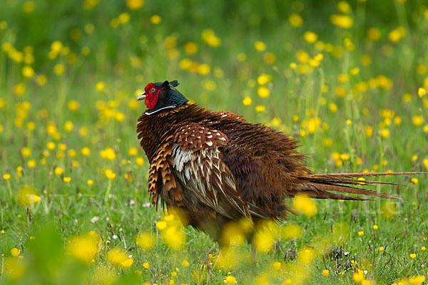 Fasan (Phasianus colchicus)