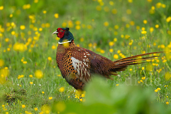 Fasan (Phasianus colchicus)