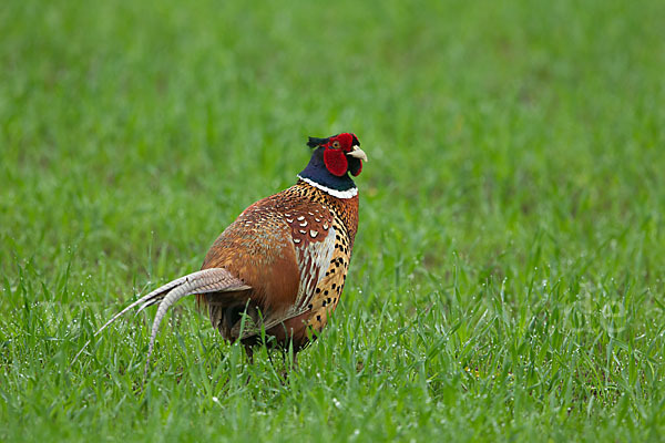 Fasan (Phasianus colchicus)