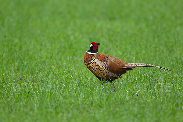 Fasan (Phasianus colchicus)