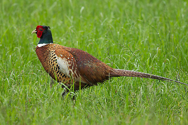 Fasan (Phasianus colchicus)