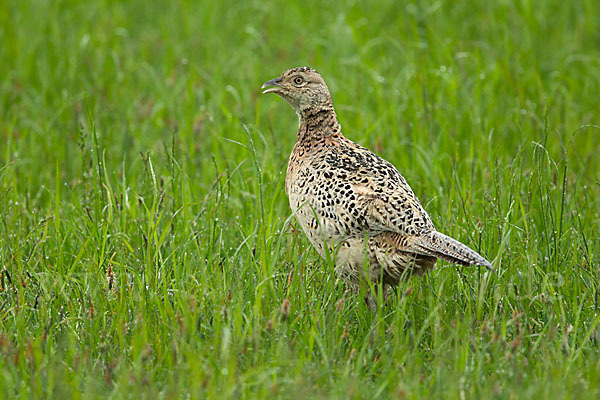 Fasan (Phasianus colchicus)