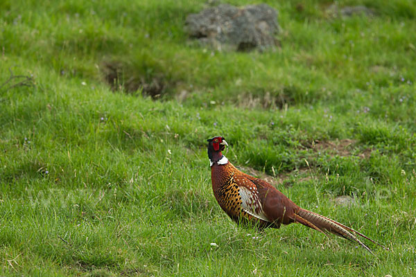 Fasan (Phasianus colchicus)