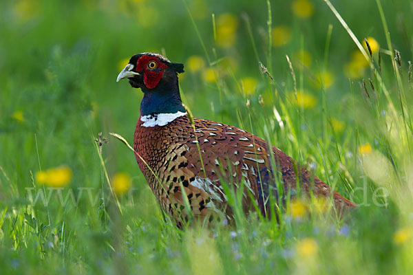 Fasan (Phasianus colchicus)