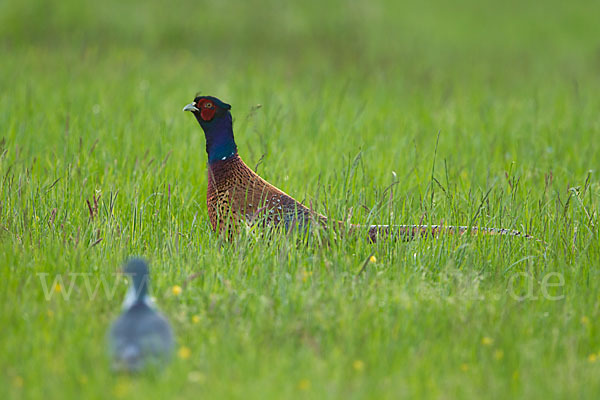 Fasan (Phasianus colchicus)