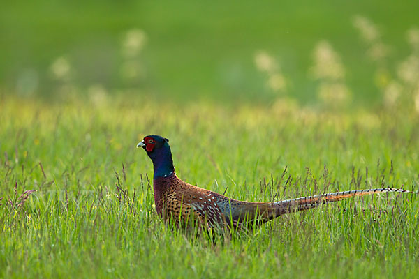 Fasan (Phasianus colchicus)