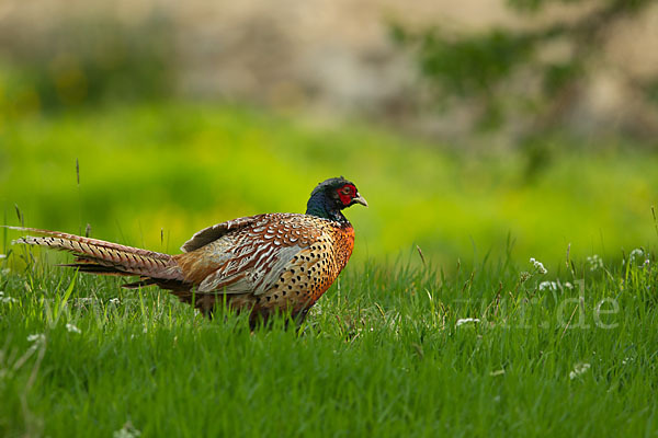 Fasan (Phasianus colchicus)