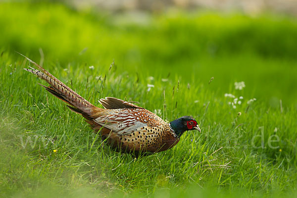 Fasan (Phasianus colchicus)