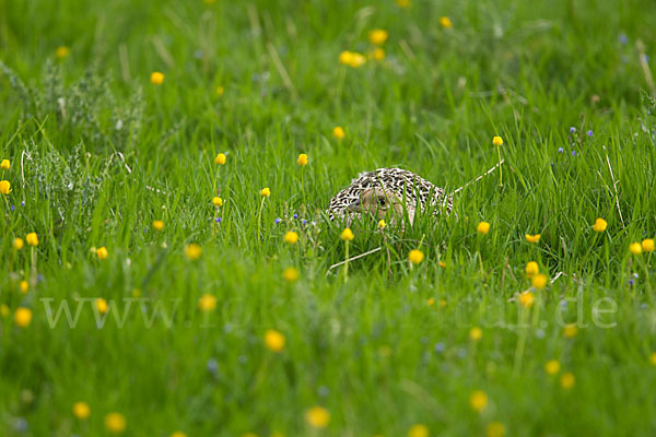 Fasan (Phasianus colchicus)