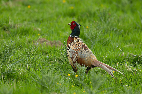 Fasan (Phasianus colchicus)