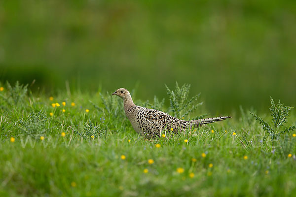 Fasan (Phasianus colchicus)