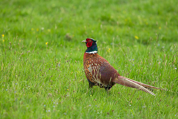 Fasan (Phasianus colchicus)