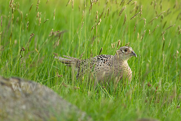 Fasan (Phasianus colchicus)