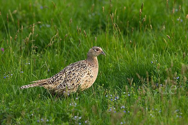 Fasan (Phasianus colchicus)