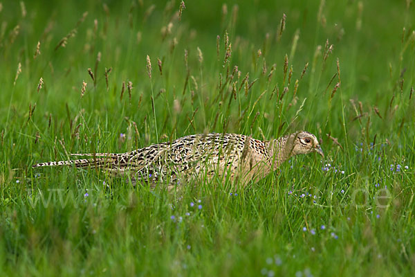 Fasan (Phasianus colchicus)