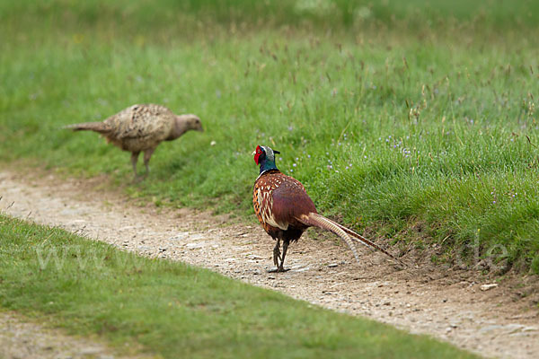 Fasan (Phasianus colchicus)