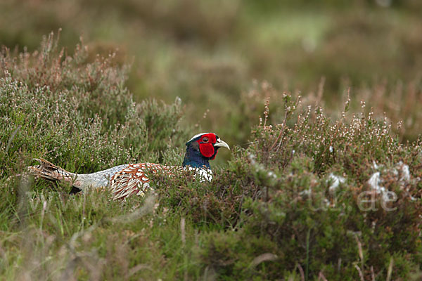 Fasan (Phasianus colchicus)