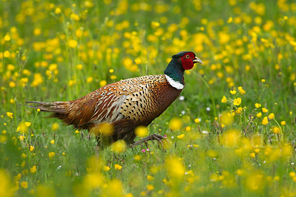 Fasan (Phasianus colchicus)