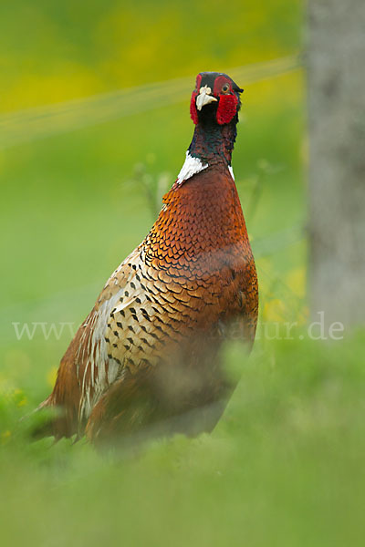 Fasan (Phasianus colchicus)