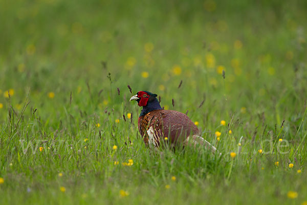 Fasan (Phasianus colchicus)