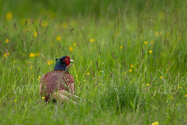 Fasan (Phasianus colchicus)