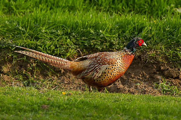 Fasan (Phasianus colchicus)