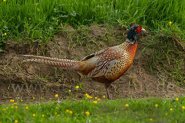 Fasan (Phasianus colchicus)