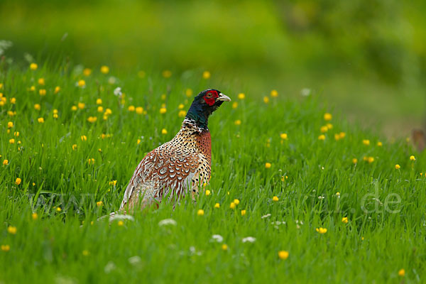 Fasan (Phasianus colchicus)