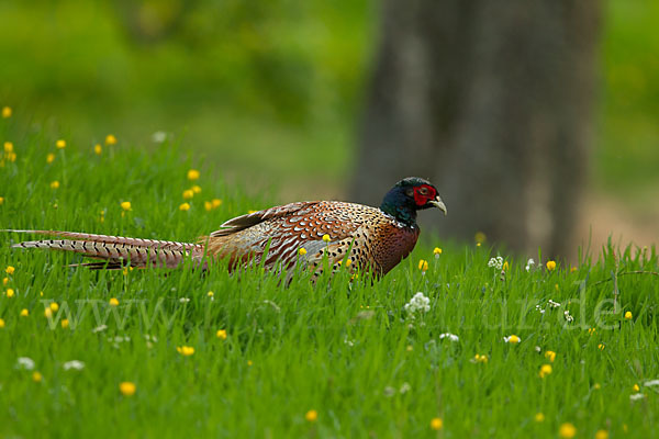 Fasan (Phasianus colchicus)