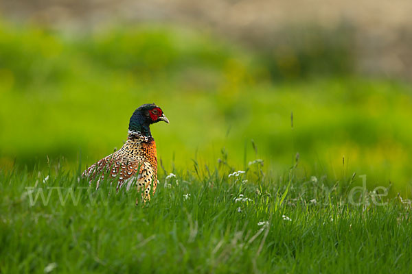 Fasan (Phasianus colchicus)