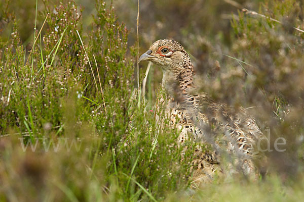 Fasan (Phasianus colchicus)