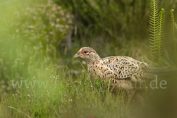 Fasan (Phasianus colchicus)