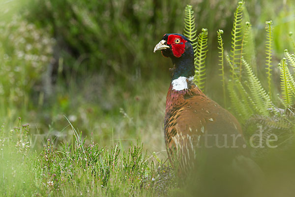 Fasan (Phasianus colchicus)