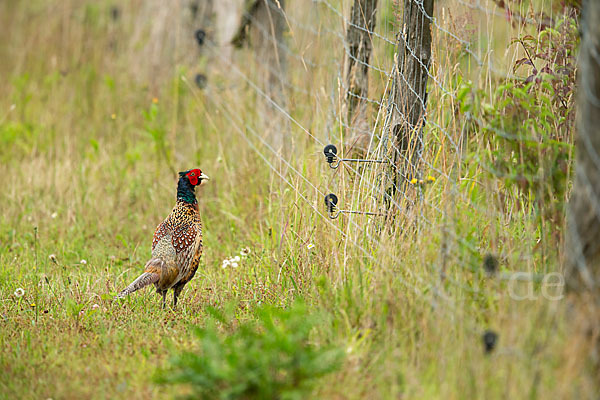 Fasan (Phasianus colchicus)