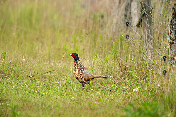 Fasan (Phasianus colchicus)