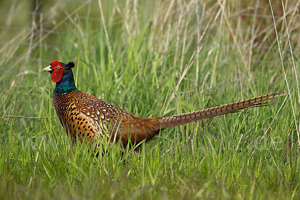 Fasan (Phasianus colchicus)